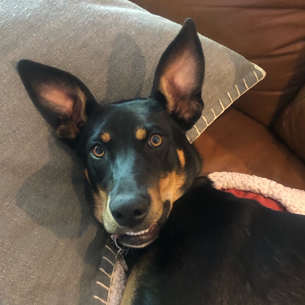 Meet your Posher, Hayley